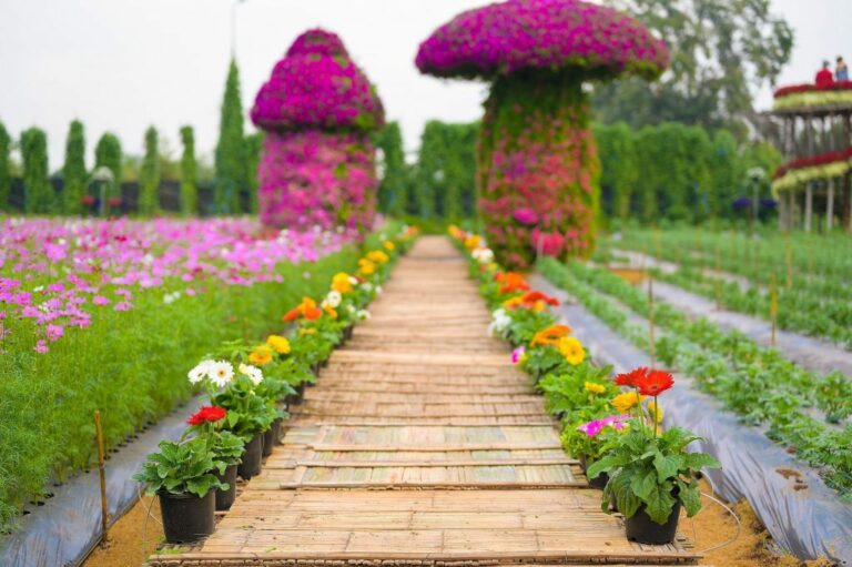 สวนดอกไม้กาญจนบุรี